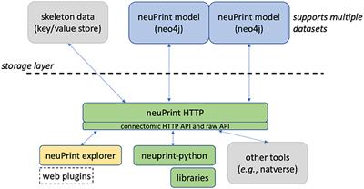 neuPrint: An open access tool for EM connectomics